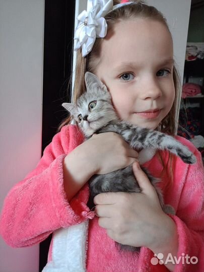 Котята британочки