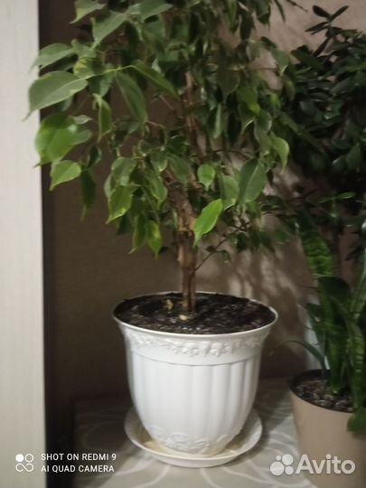 Фикус бенджамина пестролистный