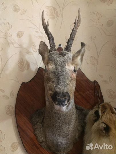 Голова косули