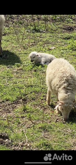 Овцы бараны