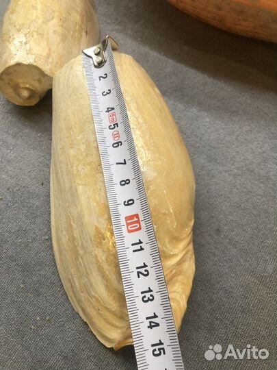 Морские ракушки раковины из океана