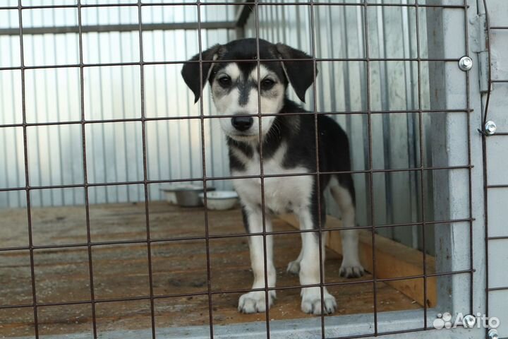 Помесь хаски щенок