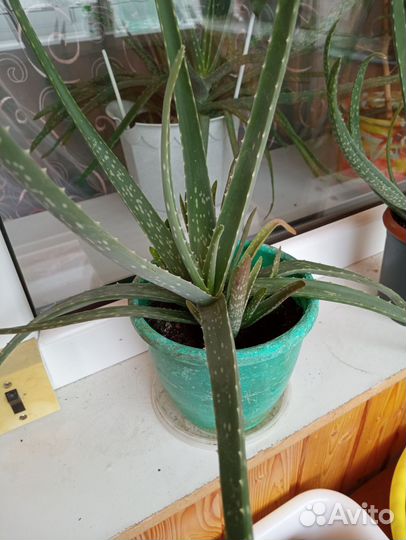 Комнатные цветы алоэ
