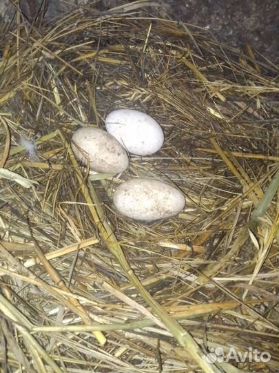 Яйцо гусиное