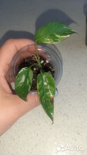 Эпипремнумы