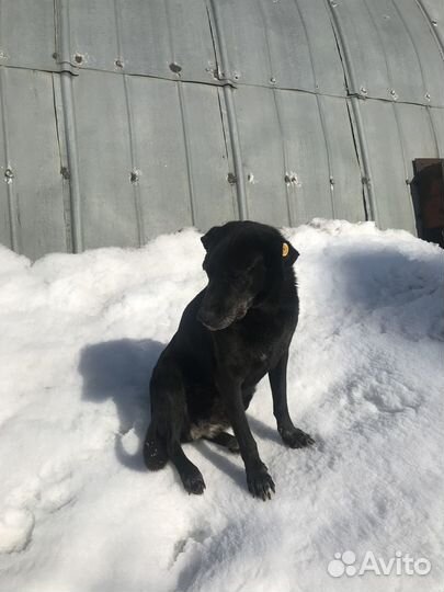 Собачка ищет дом