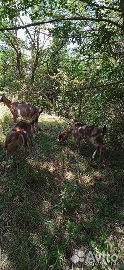 Дойные нубийские козы