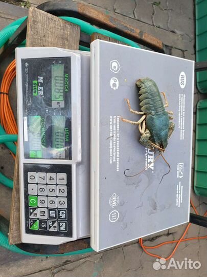 Раки Живые Круглосуточно