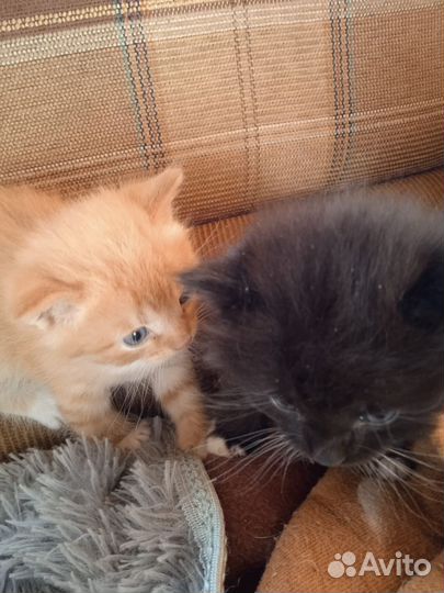 Кошка в дар бесплатно