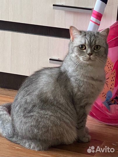 Отдам кошечку