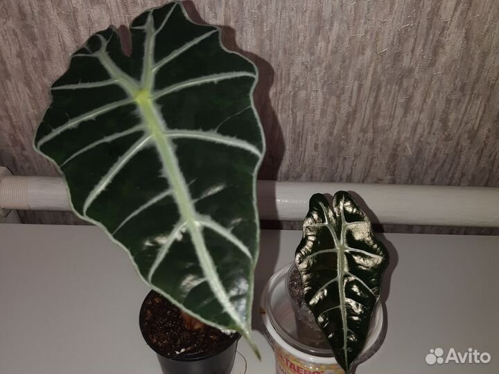 Излишки комнатных растений