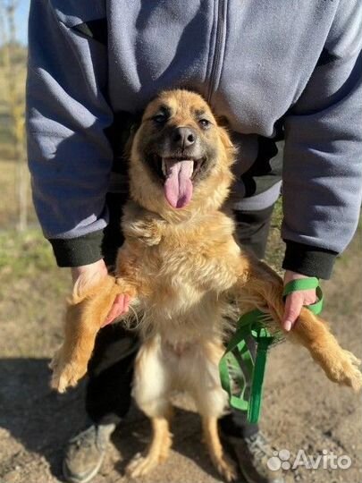 Чиса-собака, которая обожает Человека