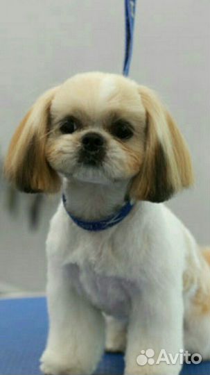 Стрижка кошек и собак