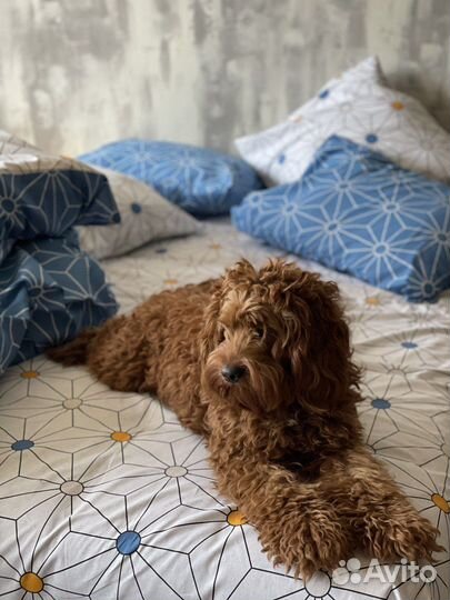 Собака для вязки кокапу