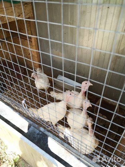 Индюки бройлеры