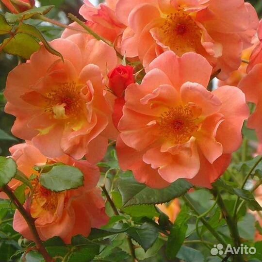 Роза шраб Вестерленд