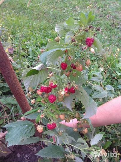 Саженцы малины Полька