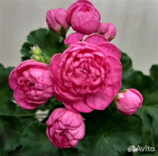 Пеларгонии сортовые (Герань)