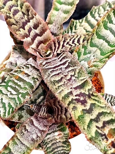 Комн.растения(разные). Дополнение, замена