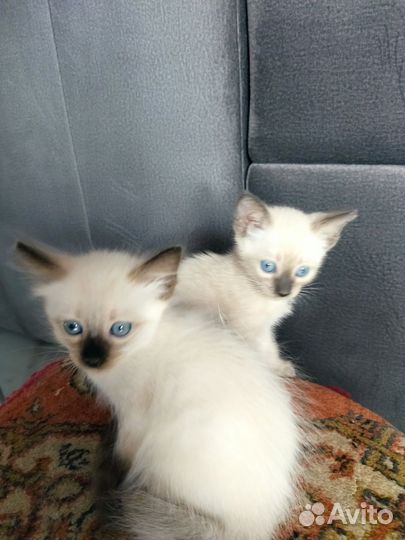 Сиамские котята