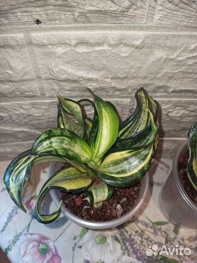 Сансевиерия Curly spiral star