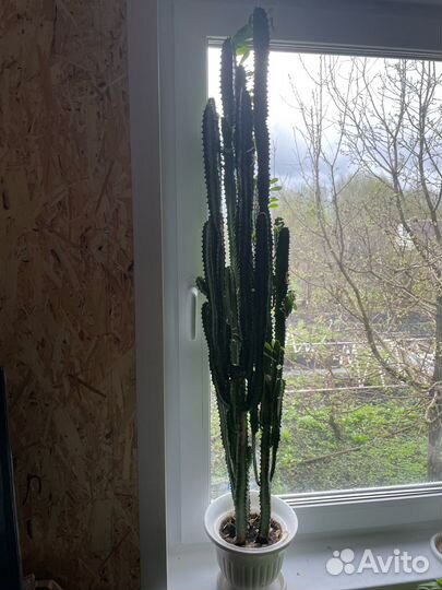 Кактус молочай трехгранный