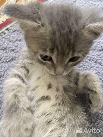 Коты в добрые руки