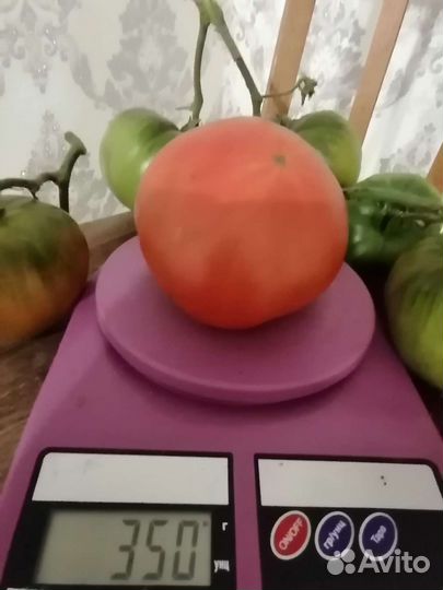 Семена томата