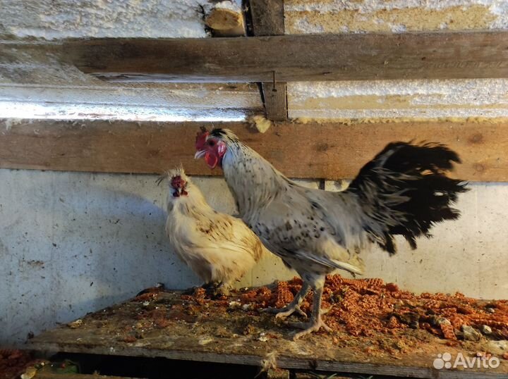 Молодые петухи