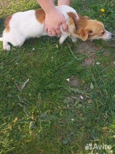 Собака в добрые руки щенок