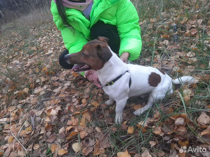 Вязка джек Рассел терьер