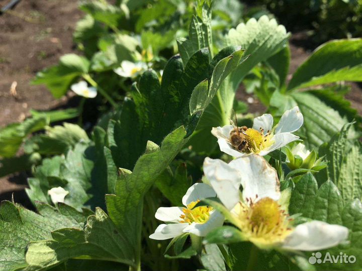 Рассада клубники разные сорта