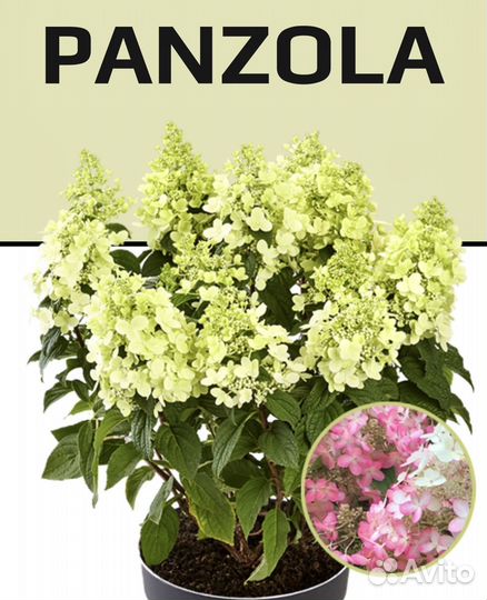 Гортензия Бабл Гам, Литл Спуки, Пан