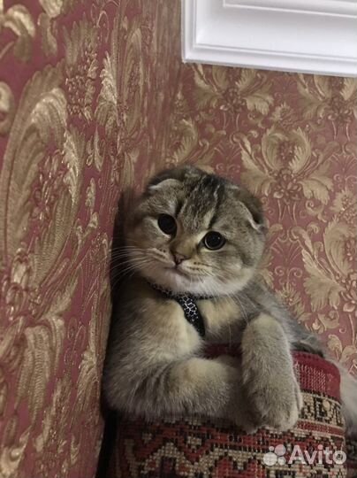 Шотландский кот на вязку