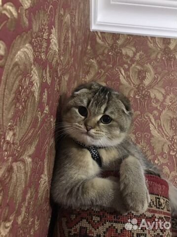 Шотландский кот на вязку