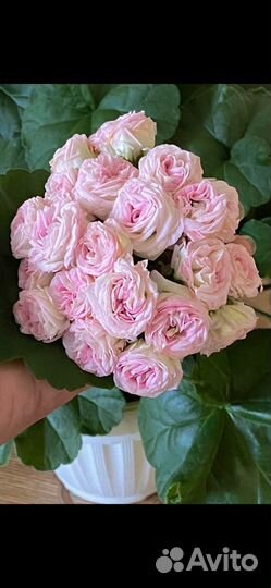 Пеларгония юв 13.21, юв 25.20