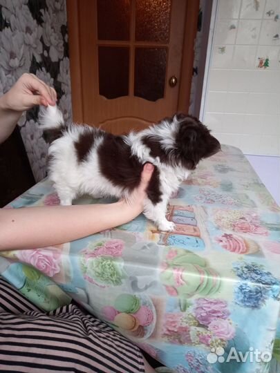 Щенок чихуа