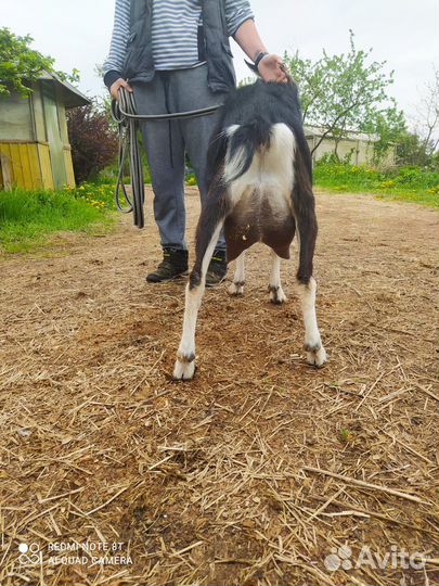 Продается стадо коз