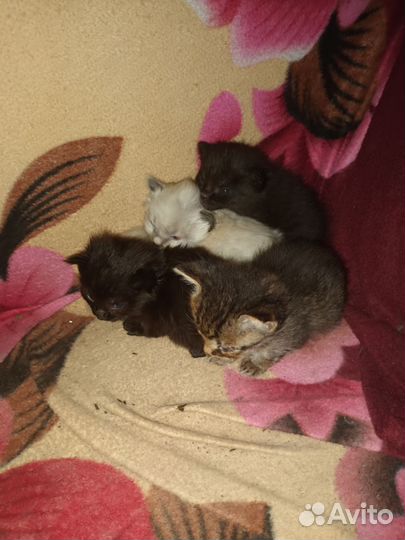 Кошки бесплатно