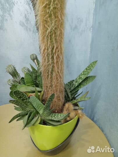 Кактусы и суккуленты