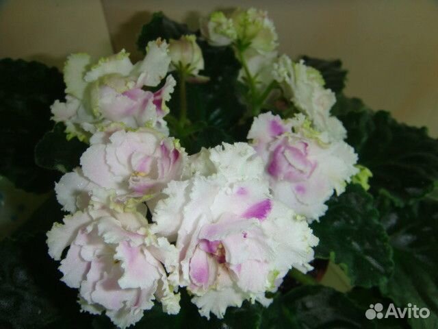 Выставка-продажа комнатных растений