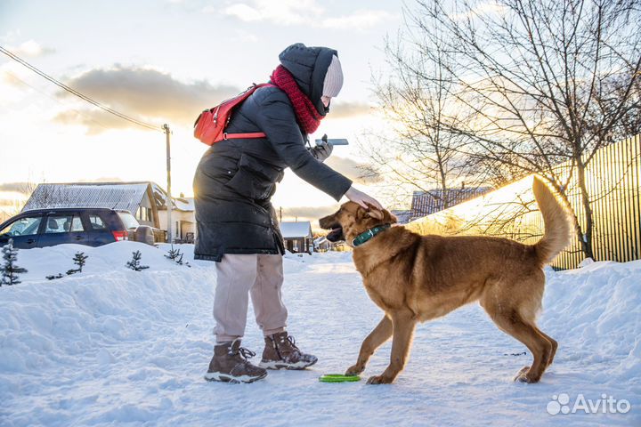 Собака в добрые руки отдам бесплатно