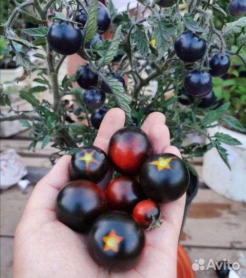 Черри разные сорта. Урожай на окошке