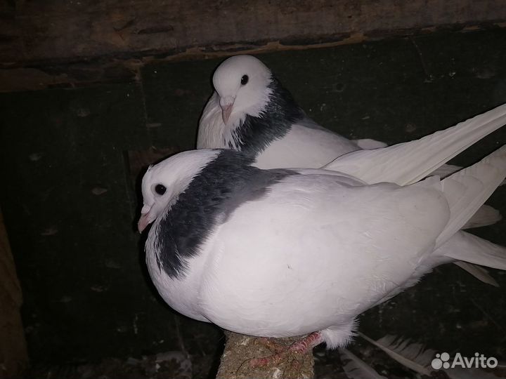 Голуби пермяки, бойные, чехи, венгры, дубовские