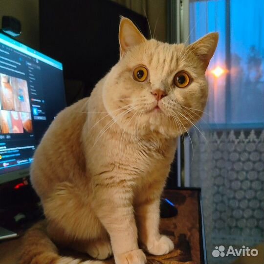 Британский кот вязка