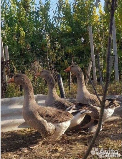 Гусята серые крупные
