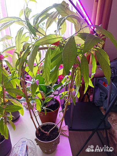 Детки комнатного жасмина