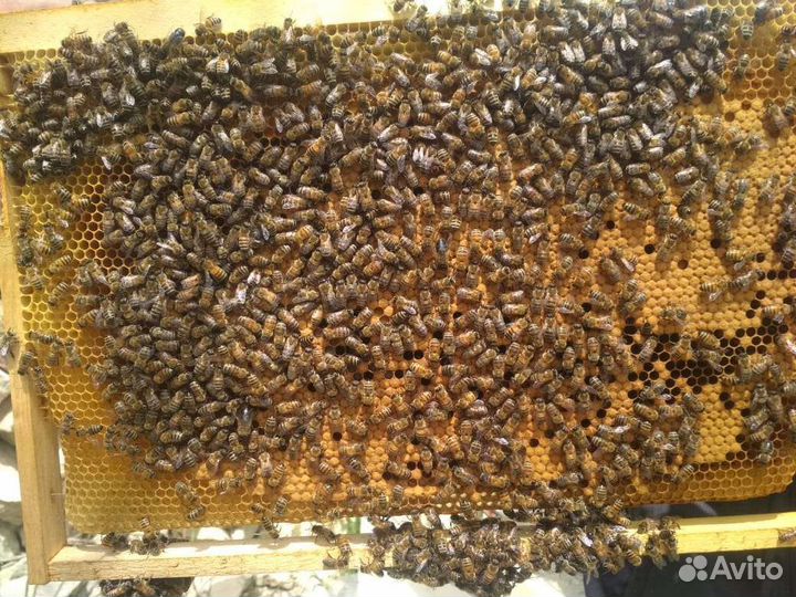 Пчелосемьи