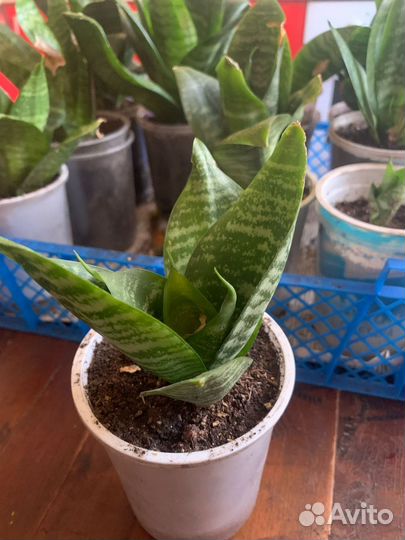 Цветы домашние