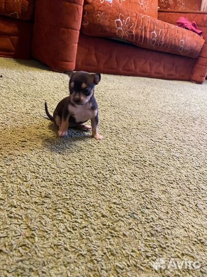 Той-терьер щенки